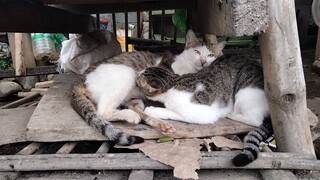 haha malaki na ung pusa domodudu parin.