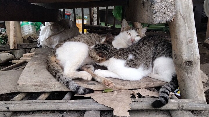 haha malaki na ung pusa domodudu parin.