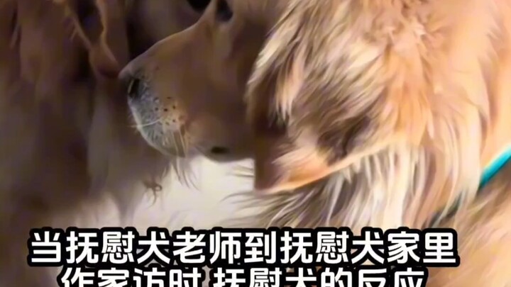 Saat Guru Anjing Datang Berkunjung untuk Menenangkan