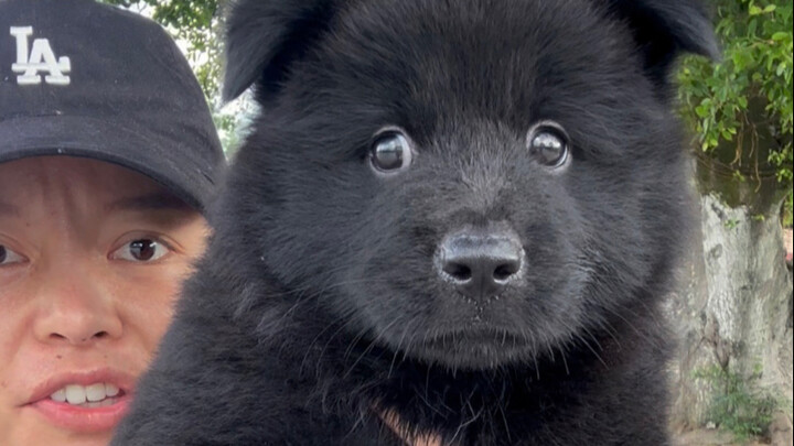 No stray hairs on its entire body—black fur, black tongue, black gums—that’s the Five-Black Dog.