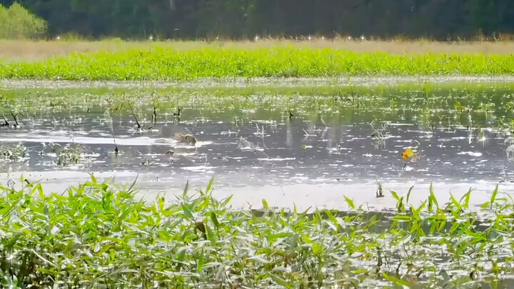 Grandma said that the "divine rabbit crossing the river" is extremely rare and you have to be extrem