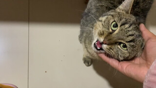 My Cat's Complaint after 20 Days away from Home