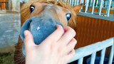 Chú ngựa này có một công tắc kỳ lạ trên mũi khiến nó hí lên khi bị véo