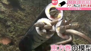 日本仙台市一家水族馆里的“真 · 鳗鱼寿司”