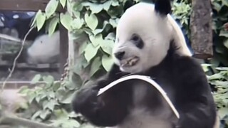 "Damn it, I fell for its trick!"