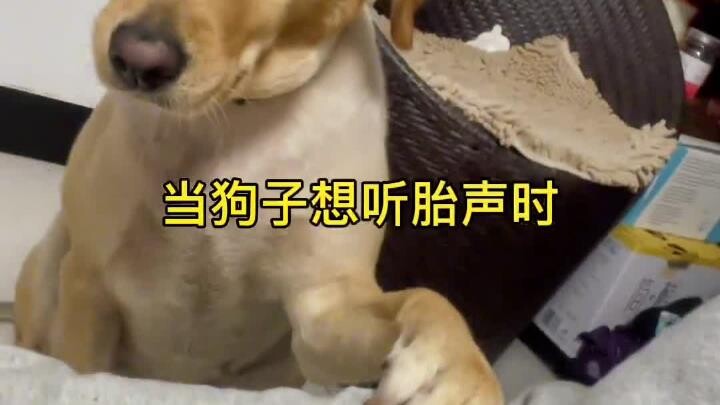 Fortunately, my mother-in-law listened to me and didn't send her away. The dog also loves the baby s