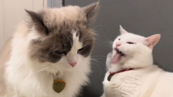 [Animal Voice Acting] You Make Mi Feel Sick