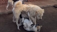 The real alpha doesn't nid to bark