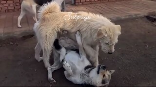 The real alpha doesn't nid to bark