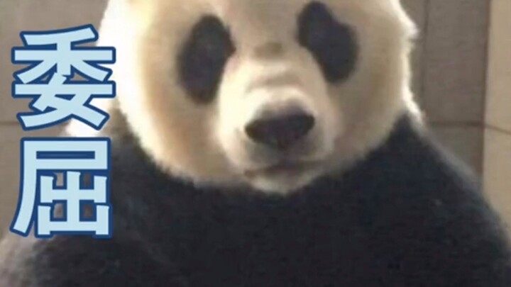 The biggest blunder in the panda world
