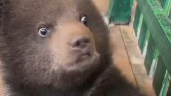 Little Brown Bear comes running at the first call!