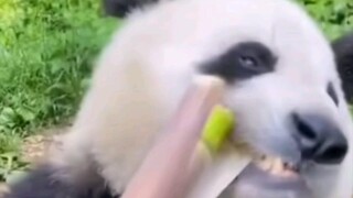 快来观看，大熊猫沉浸式挖笋笋～