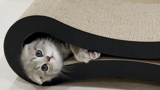 Lulu a kitten excited about her new claws sharpener