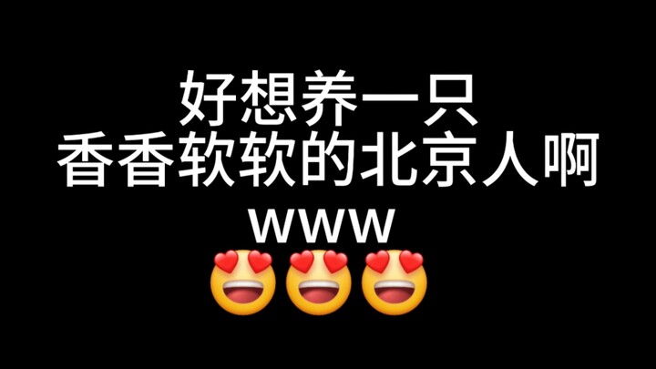 Pengen banget pelihara orang Beijing yang lembut dan imutwww