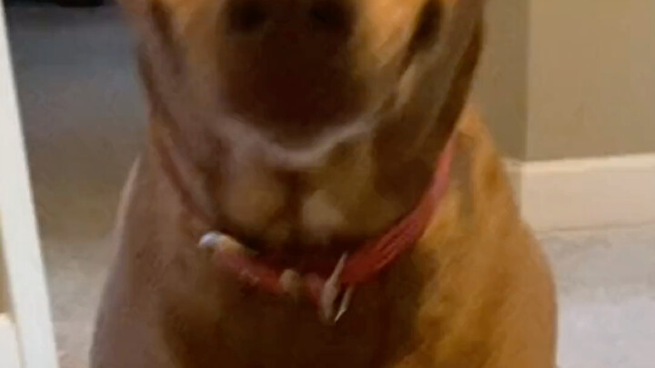 Silly Dog: Am I cute? Hehe!