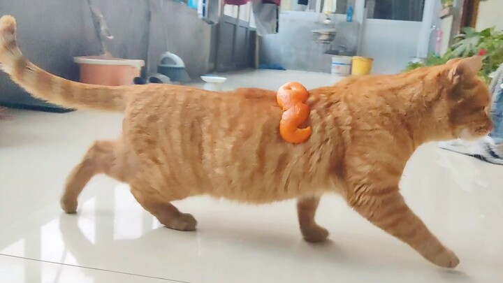 [สัตว์โลกน่ารัก] เมื่อแมวส้มต้องมาเจอกับเปลือกส้ม