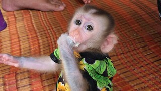 Feeding Baby monkey yogurt