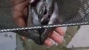 Ternak ikan keli dalam rumah