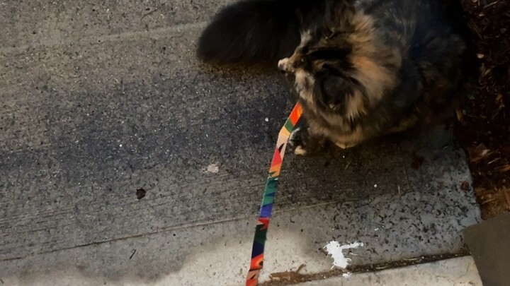 Fufu finally has a little buddy who doesn’t breathe on him every time they meet!