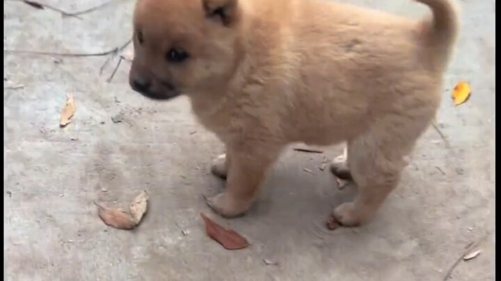 I’ve been on break for too long—even the puppy is tired of me!