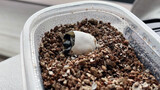 Kura-Kura Kecil Keluar Dari Cangkang, Diari 20 Hari Fase Telur