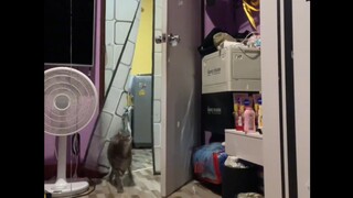 The cat brother looks so cool when he kicks the door curtain in