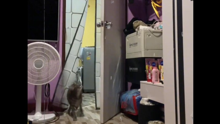 The cat brother looks so cool when he kicks the door curtain in