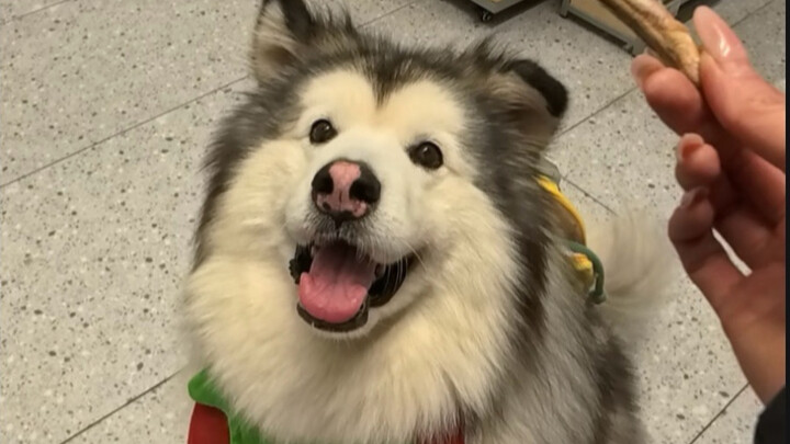 You shouldn’t spend a poor dog’s money.
