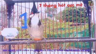 luyện chào mào 7 tháng hót cực kỳ mê#DũngChimCảnhMiềnTrung