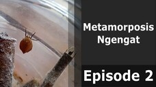 Dari Ulat Menjadi Cantik: Menemukan Metamorfosis Ngengat Coklat