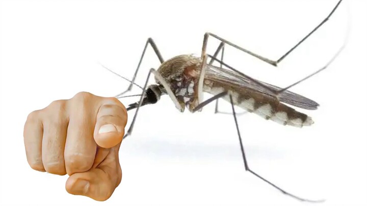 Các con, nhớ cô không?