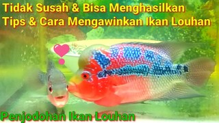 Tips & Cara Mengawinkan / Budidaya Ikan Louhan