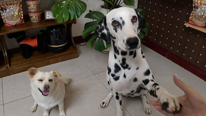 Day One of a Self-Drive Trip to Tibet with Two People and Two Dogs