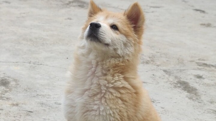 This country dog is sitting tall and proud, all for… food!! (Close-up shots from multiple angles of 