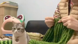 Miaomiao: Aku memelihara seseorang, dia tidak bisa bersuara.