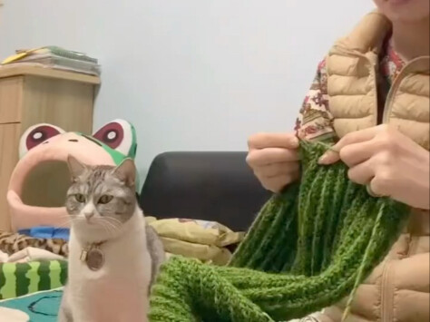 Meow: I'm raising a person—who doesn't make a sound.