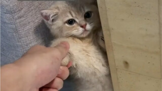 Berhentilah bicara omong kosong atau anak kucing itu akan berbunyi bip ke arah Anda