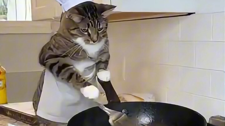 Ibu: Kalau kamu tidak menikah, siapa yang akan merawatmu saat tua nanti? Aku👁→ Kucingku