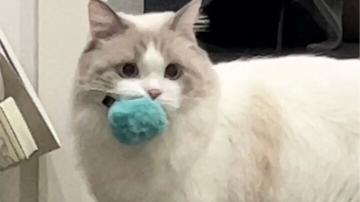 Anak anjing dan kucing bodoh