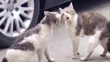 [Animal] Quarrels Between Cats