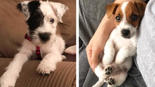 The Cutest and Funniest Jack Russell Puppies 🐶 Look Forward To Seeing Them All 😍 | Cute Puppies