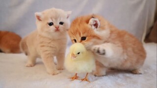 Chủ nhân bỏ gà con vào giữa bầy mèo, các bé mèo con chẳng biết chơi thế nào nữa.