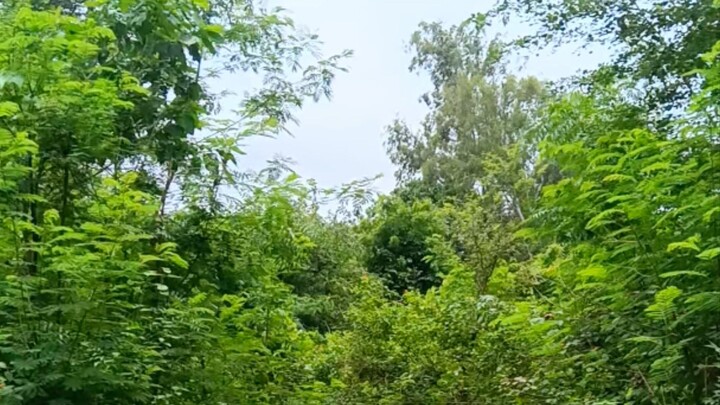 Amazing nature