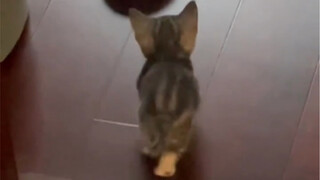 Little kitten? Little kitten!