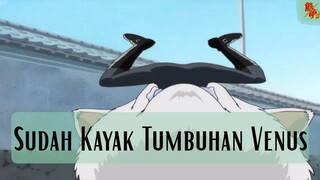 Gintama ||😂 Sudah Kayak Tumbuhan Venus 😂