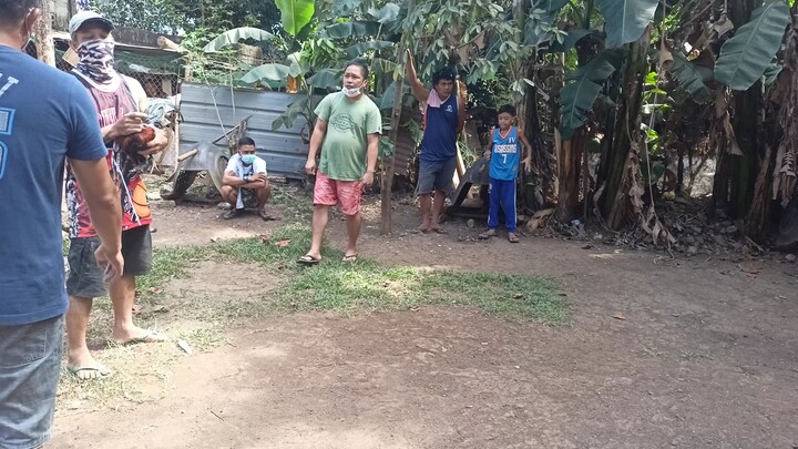manok bundok #BluefaceBalbon