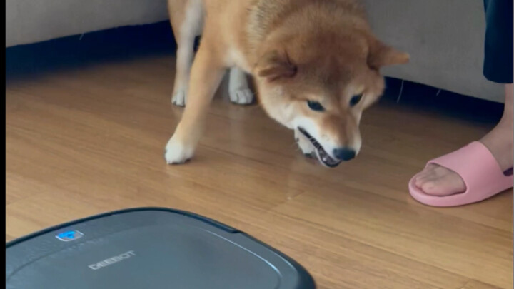 أيها الروبوت، لقد أزعجتني!