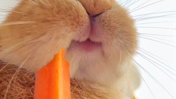 أرنب ينغمس في أكل الجزر | إذا كنت ستأكل، فلتأكل فقط، لماذا تبتسم بمثل هذا الجمال!