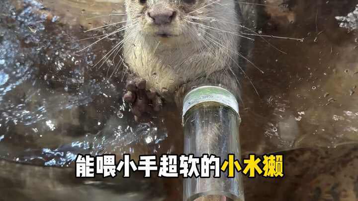 Changsha Zoolung Zoo Visit Guide is Here!