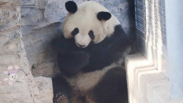 【Giant Panda Menglan】A little Menglan who loves to nibble on hands